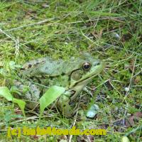 /home//u458753944/public_html/sourcegallery//Frogs/More bullfrogs/P8150193.JPG